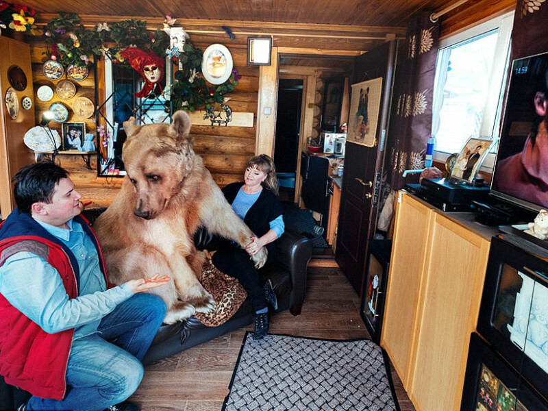 Familia care traieste in casa cu cel mai neasteptat animal de companie: un urs de 400 de kilograme | FOTO