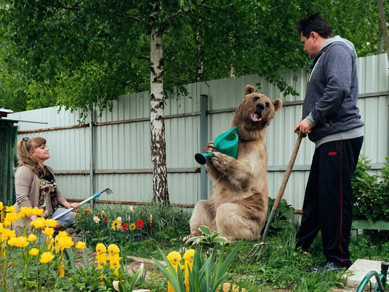 Familia care traieste in casa cu cel mai neasteptat animal de companie: un urs de 400 de kilograme | FOTO