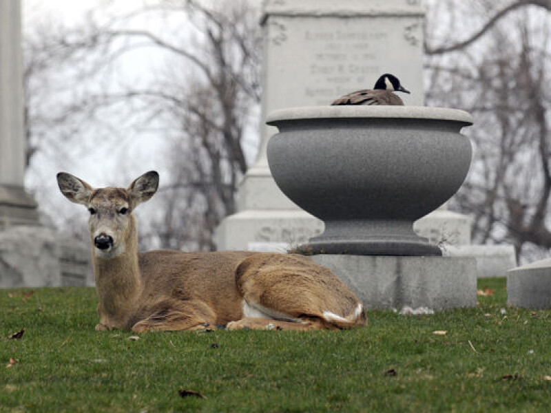 Forest Lawn, Los Angeles, SUA