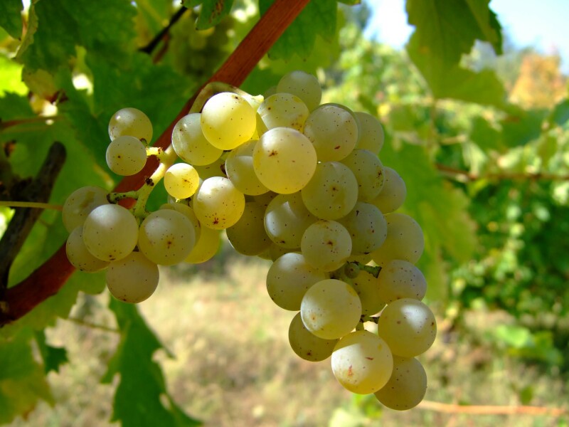 Sauvignon blanc