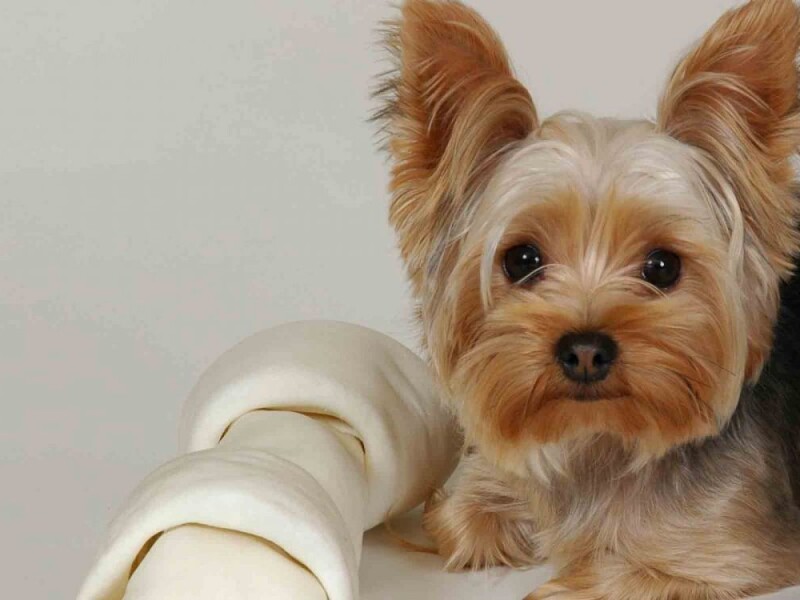 Yorkshire Terrier