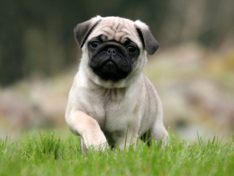 pug