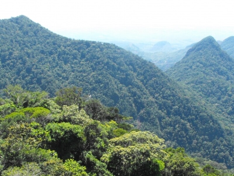 The forests of Madagascar
