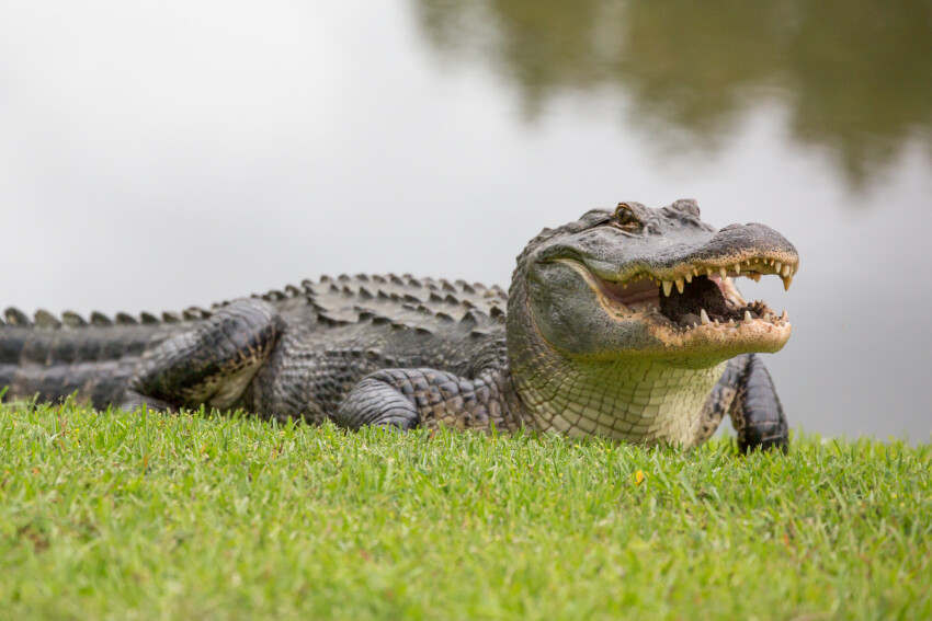 Rămășițe umane găsite în gura unui aligator, în Florida. Descoperirea șocantă a fost făcută de un trecător