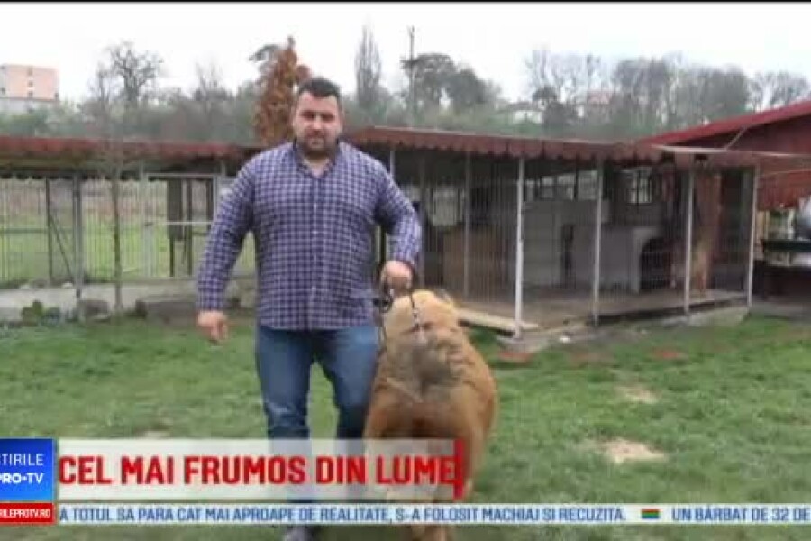 Povestea Lui Boss Cel Mai Frumos Mastiff Tibetan Din Lume