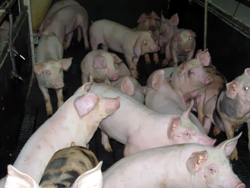Intrecere cel putin ciudata: zeci de porci au alergat intr-un concurs