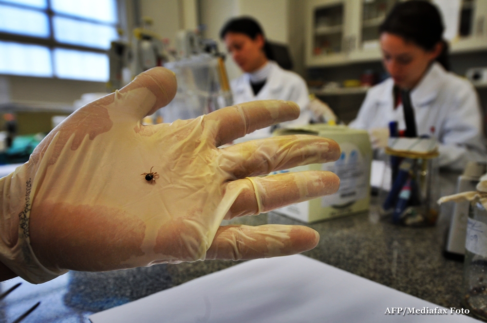 Isteria bolii Lyme, in Galati. 100 de oameni muscati de capuse au ajuns la spital, intr-o saptamana