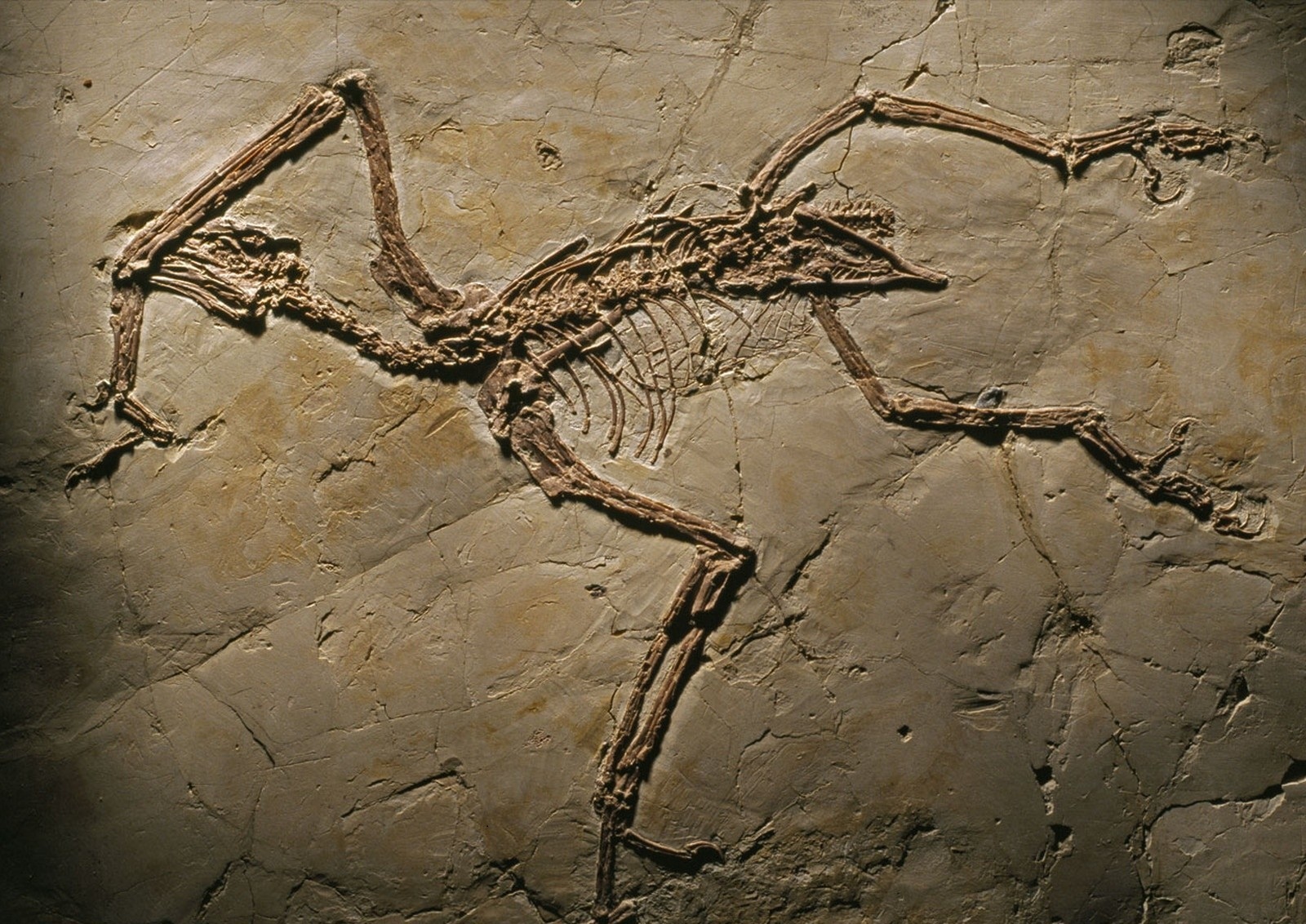 Fosile de la un animal preistoric, vechi de sase milioane de ani, descoperite in Vaslui