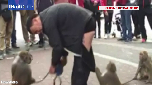 Momentul in care doua maimute si-au lasat dresorul in lenjerie intima, in plina strada. Imaginile au ajuns virale. VIDEO