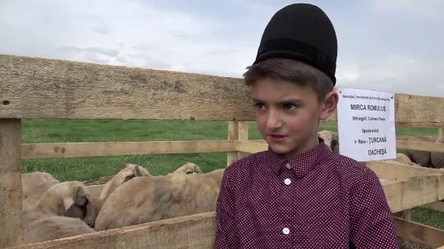 Sute de oi, admirate la Sarbatoarea Oieritului. Rasa romaneasca din Hateg care ajunge sa coste si peste 1000 de euro