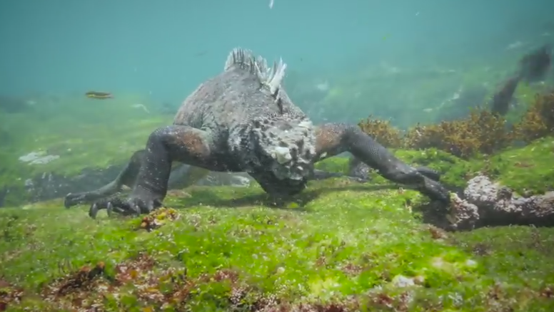 Creatura bizara surprinsa de un scafandru la fundul Pacificului. Imagini rare cu 