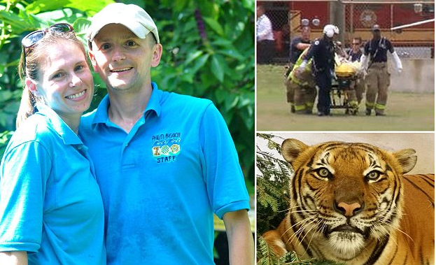 O imblanzitoare a murit dupa ce a fost sfasiata de un tigru, la zoo, sub ochii vizitatorilor. Ce s-a intamplat