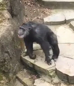 Surpriza neplacuta pentru vizitatoarea unei gradini zoologice. Ce i-a facut un cimpanzeu energic. VIDEO