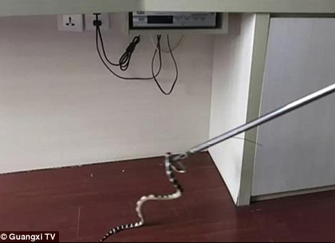 Un bărbat a fost mușcat de un șarpe veninos în camera de hotel