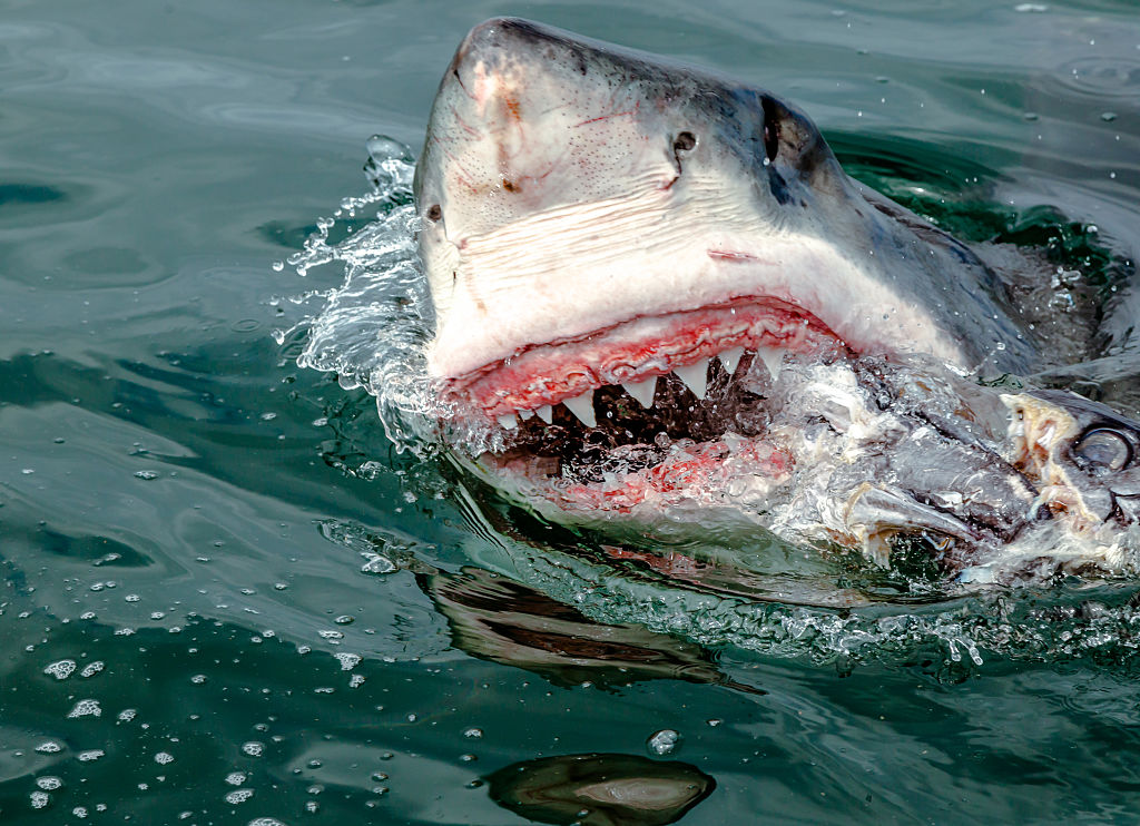 Surferi atacați de rechini, în Australia. În zonă se desfășura o competiție internațională