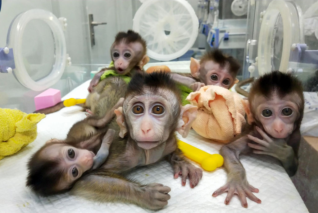 Chinezii au creat maimuțe modificate genetic. Ce au descoperit în creierul acestora