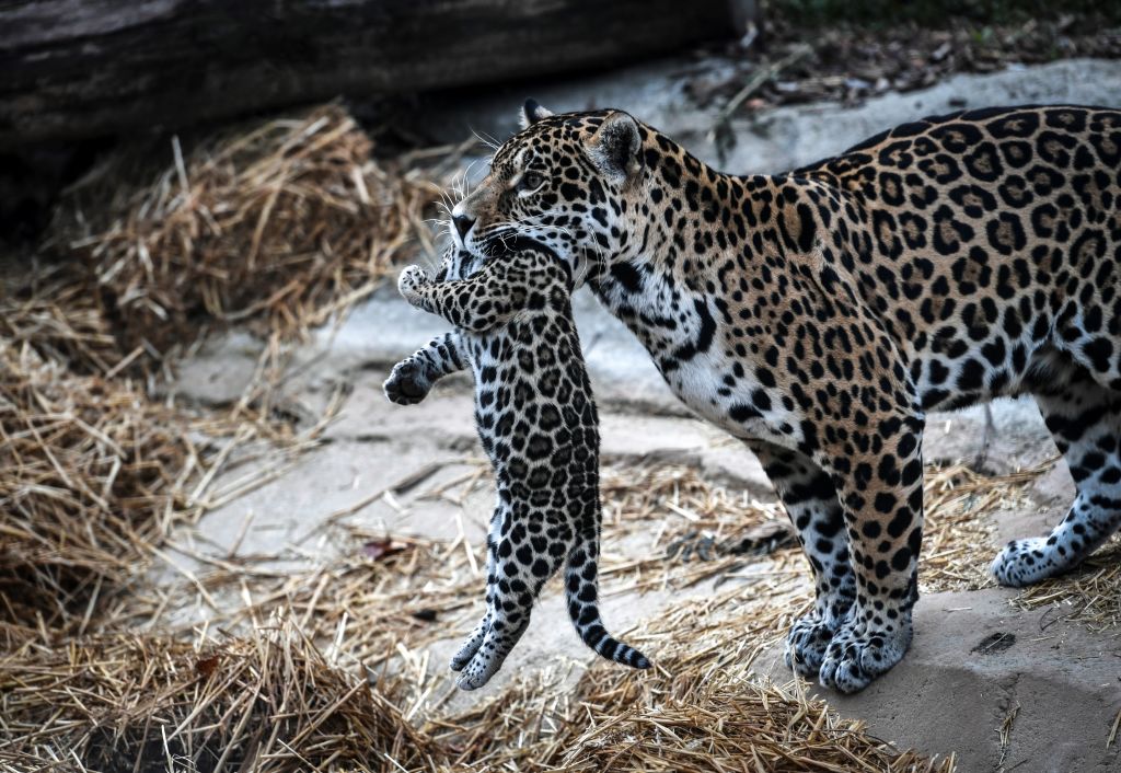 Primul pui de jaguar conceput prin inseminare artificială a fost mâncat de mamă