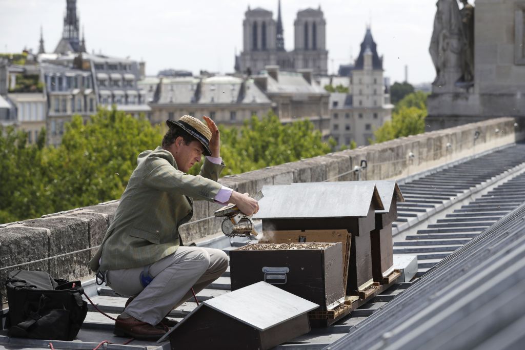 Cum au supraviețuit incendiului de la Notre Dame albinele de pe acoperiș: „E un miracol”