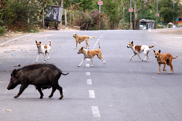 GALERIE FOTO. Animalele umblă libere pe străzi în „epoca” coronavirusului - Imaginea 7
