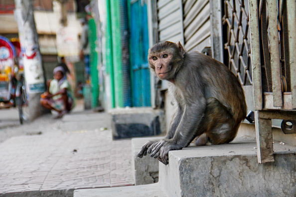 GALERIE FOTO. Animalele umblă libere pe străzi în „epoca” coronavirusului - Imaginea 5