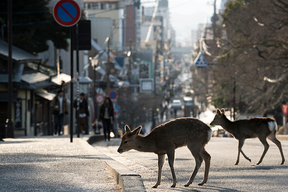 GALERIE FOTO. Animalele umblă libere pe străzi în „epoca” coronavirusului - Imaginea 3