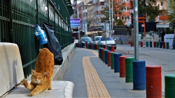 GALERIE FOTO. Animalele umblă libere pe străzi în „epoca” coronavirusului - Imaginea 2