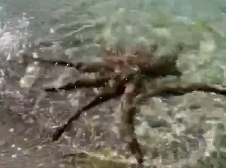 VIDEO. Un bărbat din Australia a fost atacat de o caracatiță. 