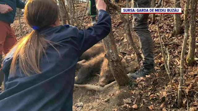 Doi pui de urs au fost prinși în capcana de fier a unui braconier. Un paznic i-a găsit