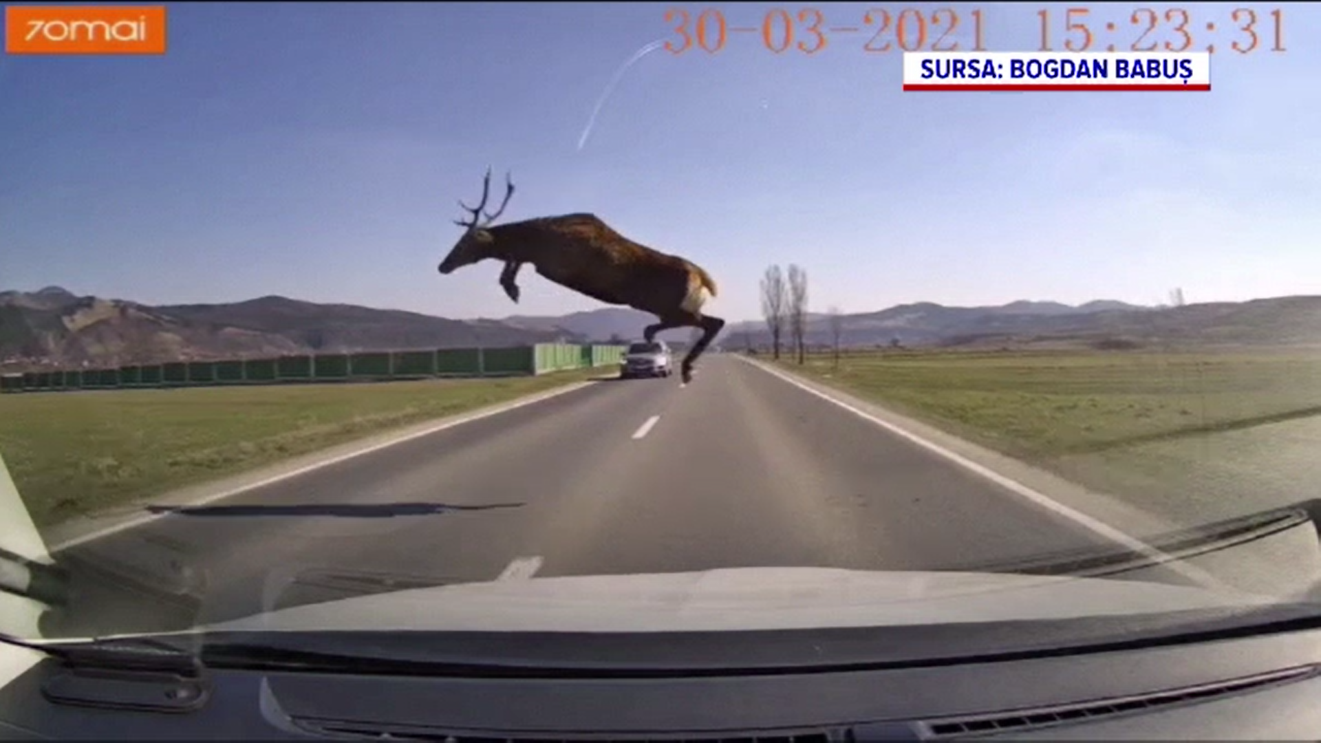 Un șofer din Bacău a evitat în ultima clipă un cerb care voia să traverseze o șosea