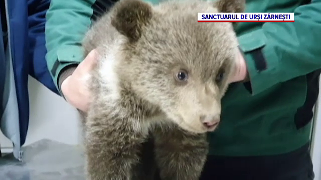 Explicația Ministerului Mediului, după ce un ONG care a salvat doi pui de urs a fost amendat cu 10.000 de lei