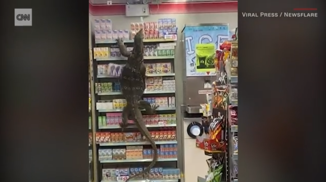 VIDEO. Reacția clienților dintr-un magazin din Thailanda, când văd o șopârlă uriașă pe rafturi