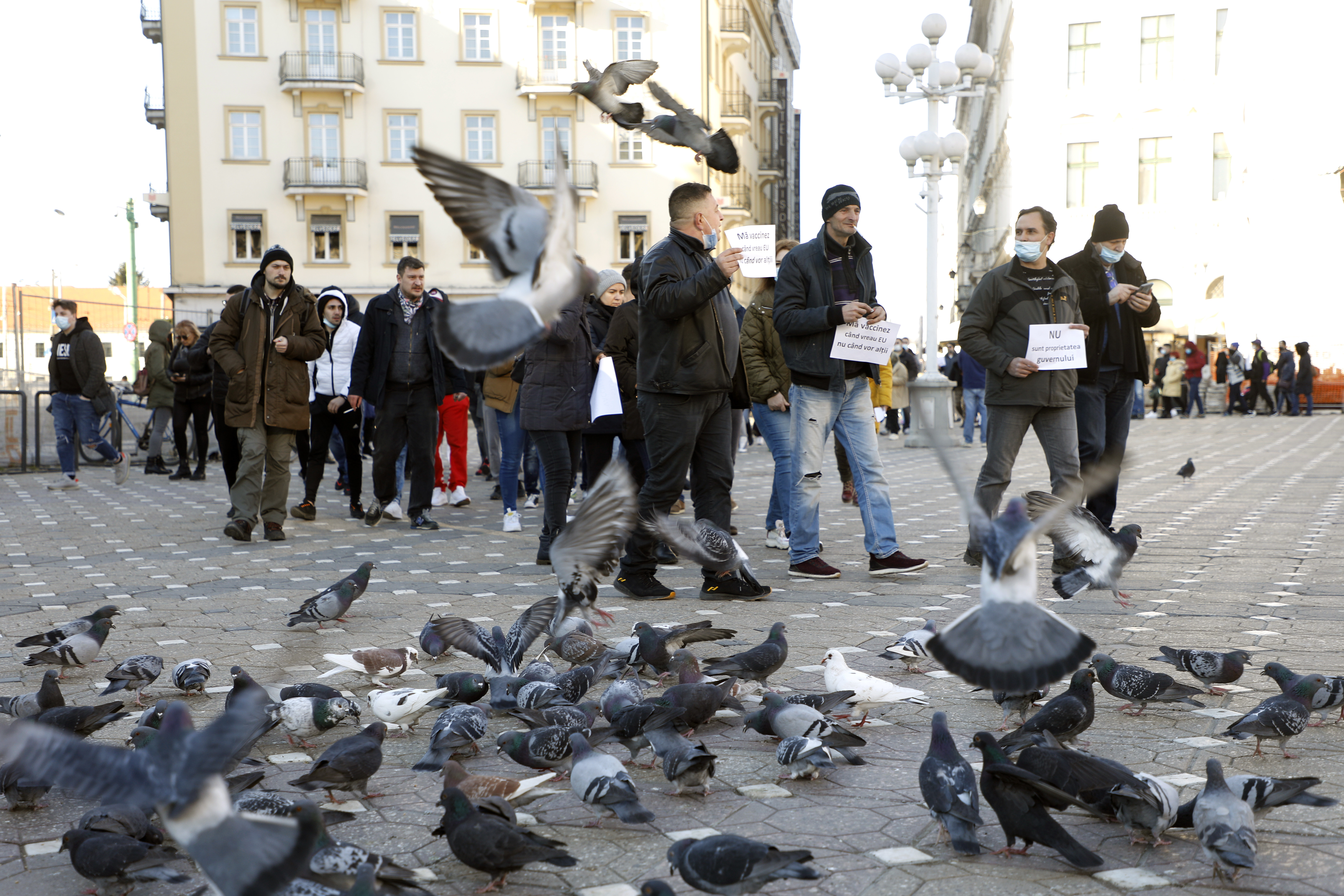 Hrănirea porumbeilor, interzisă la Timișoara. Nu se mai permite nici plimbarea animalelor de fermă cu autobuzul