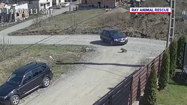Un șofer din Cluj a trecut cu mașina peste un câine. Bărbatul s-a ales cu dosar penal