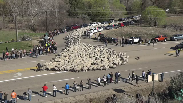 Transhumanța în varianta americană: 2.500 de oi au oprit traficul pe autostradă. Reacția localnicilor