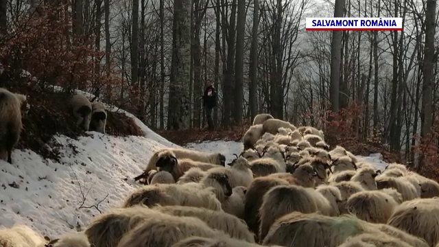 Misiune neobișnuită a salvamontiștilor, în Vâlcea. Au fost chemați să salveze un cioban cu 200 de oi