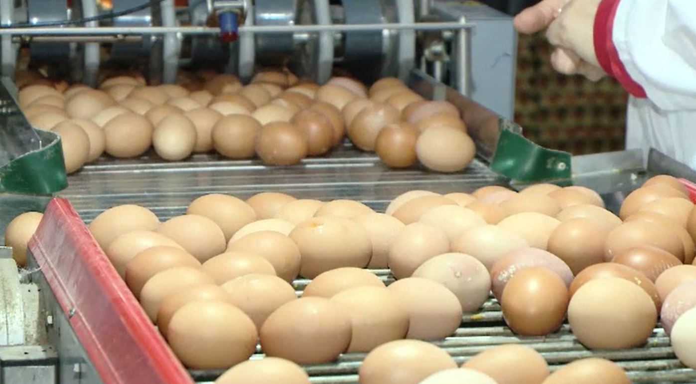 Câte ouă este recomandat să consumăm pe zi și ce riscăm dacă mâncăm prea multe