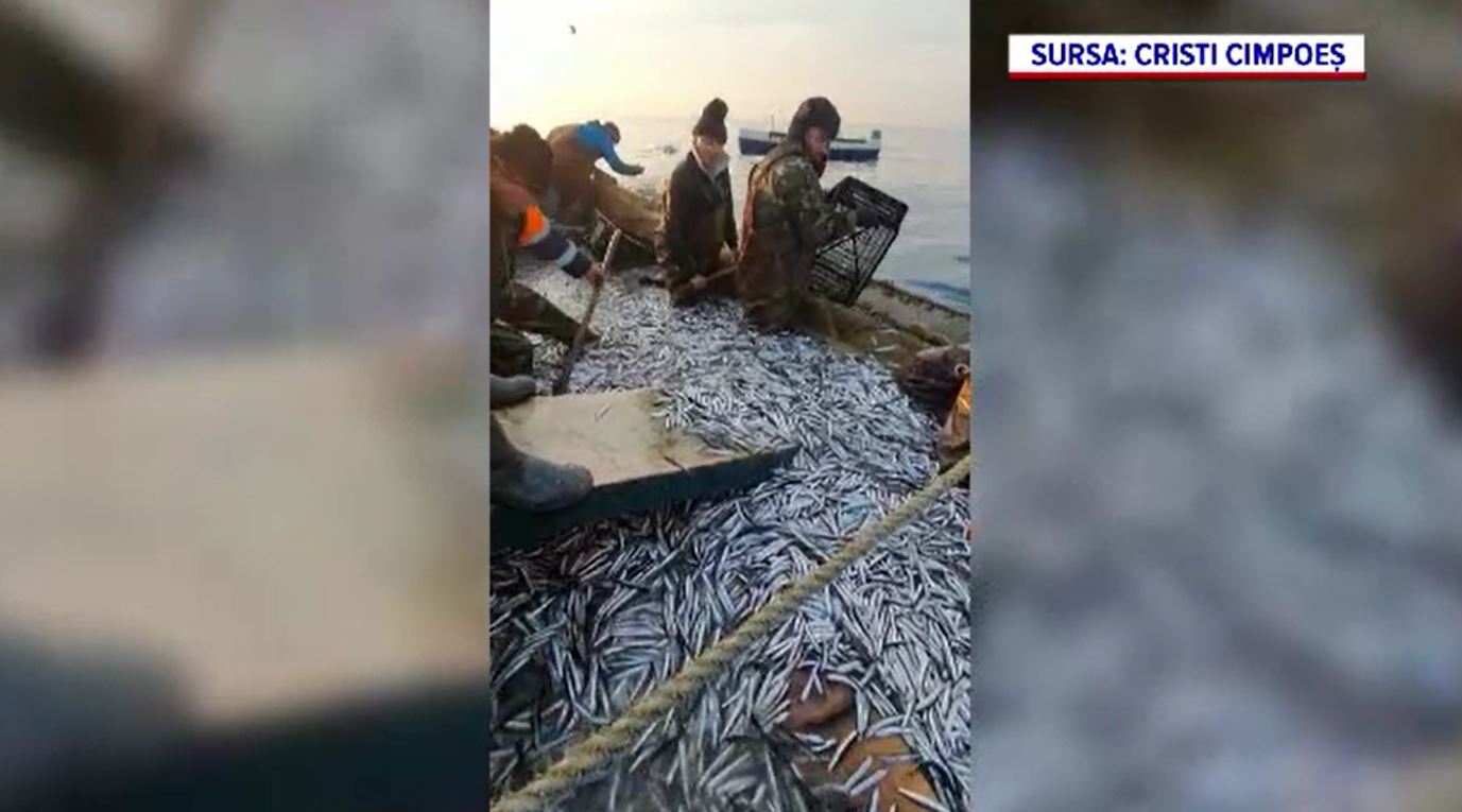 Pescarii români promit că vom mânca mai multe pește din Marea Neagră. De ce nu vom mai importa