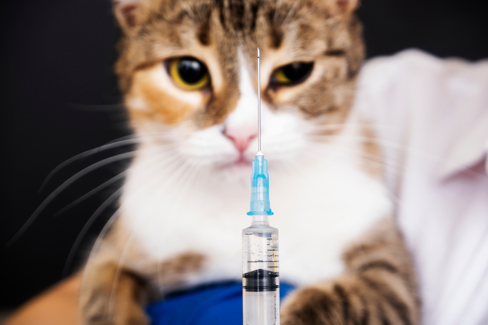 Rusia a produs primele doze de vaccin anti-COVID19 din lume pentru animale