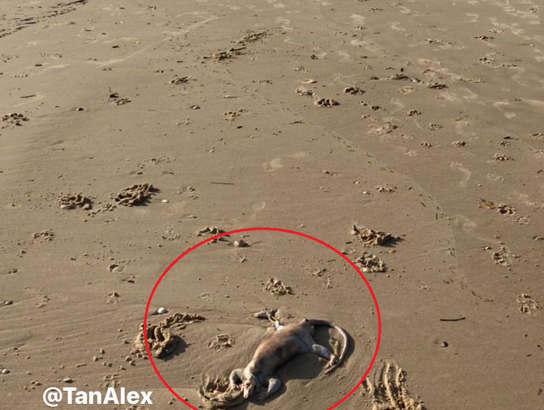 VIDEO Descoperirea șocantă făcută de un tânăr pe o plajă. Internauții au lansat o mulțime de teorii
