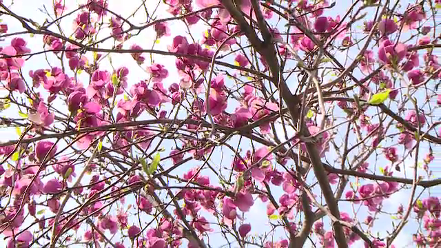 Bucureștiul s-a colorat în roz și alb de când au înflorit magnoliile. Există și o hartă pentru cei care vor să le admire