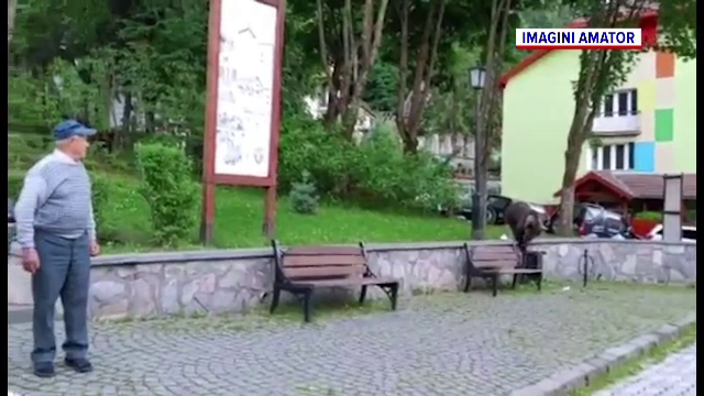 Din ce în ce mai mulți urși, văzuți pe străzile din România. Problemele aflate în dezbatere