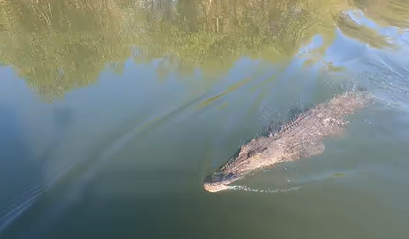 VIDEO Momentul în care un crocodil sare în barca unui cuplu. Cei doi erau la pescuit