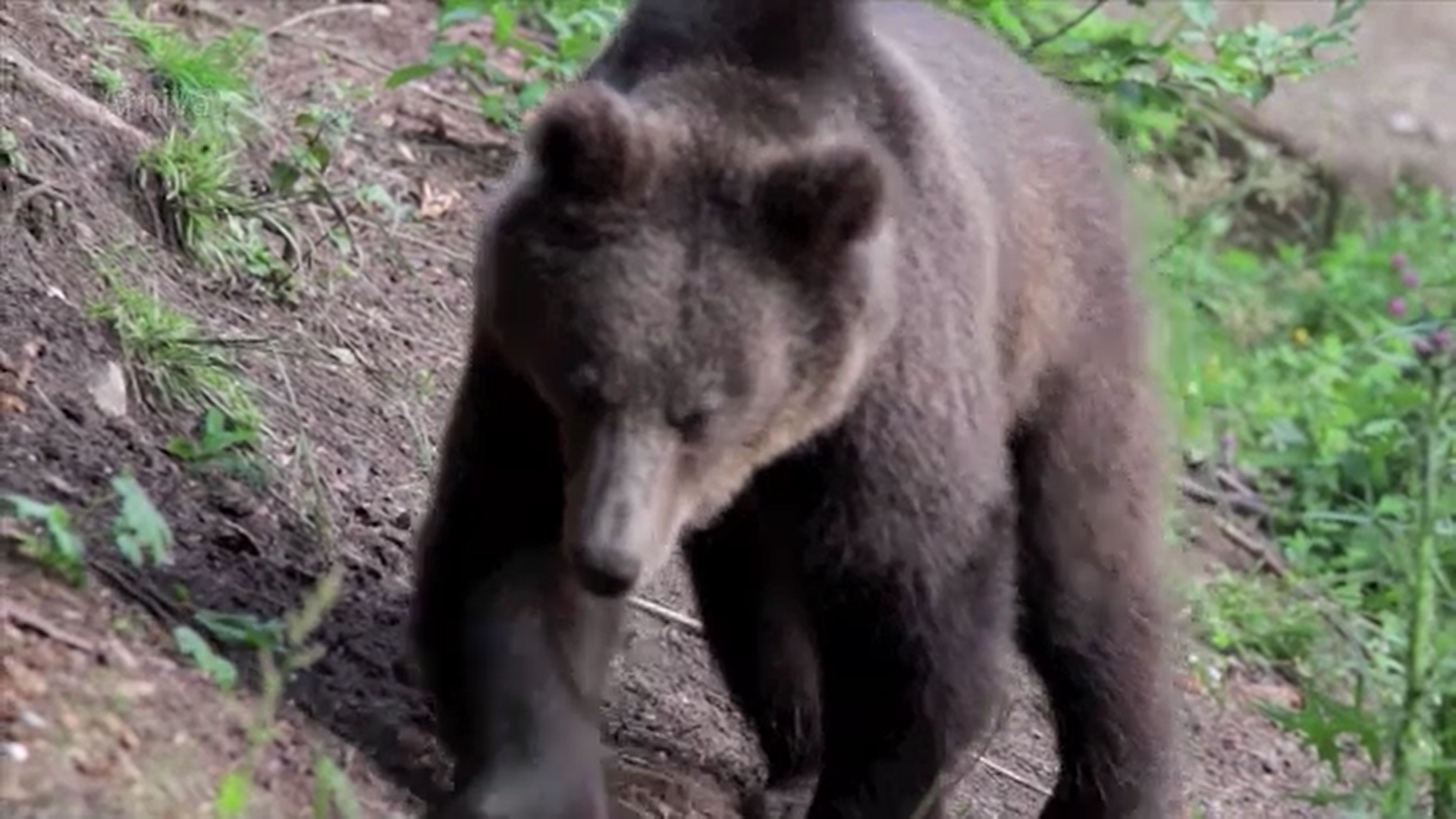 Un urs a fost văzut in pădurea Scroviștea din județul Ilfov. Animalul ar putea deveni periculos