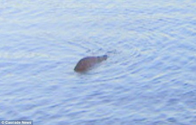 De 26 de ani cauta monstrul din Loch Ness. Astazi, acest barbat este sigur ca l-a fotografiat - Imaginea 1