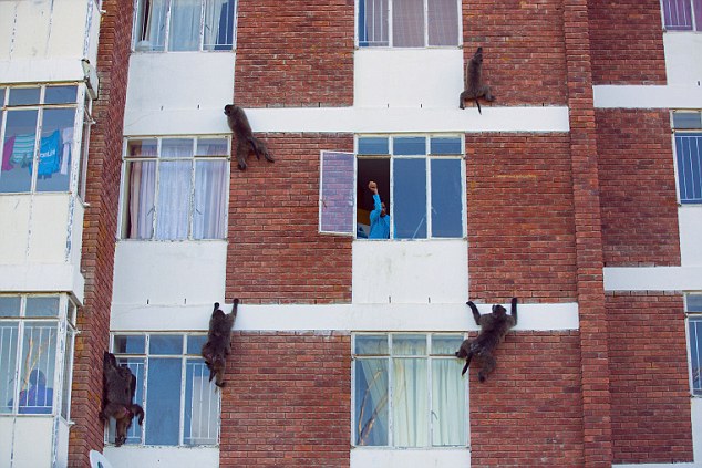 Un grup de maimute terorizeaza locuitorii dintr-un oras din Africa de Sud