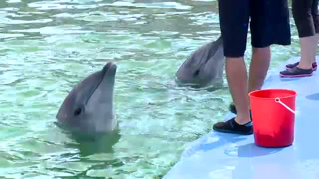 Cele doua femele-delfin din Constanta refuza sa mai cante. Simt lipsa partenerului lor mort