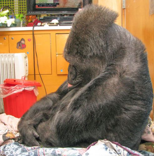 Moment emotionant. Ce a facut Koko, prietena gorila a lui Robin Williams, cand a aflat ca actorul a murit