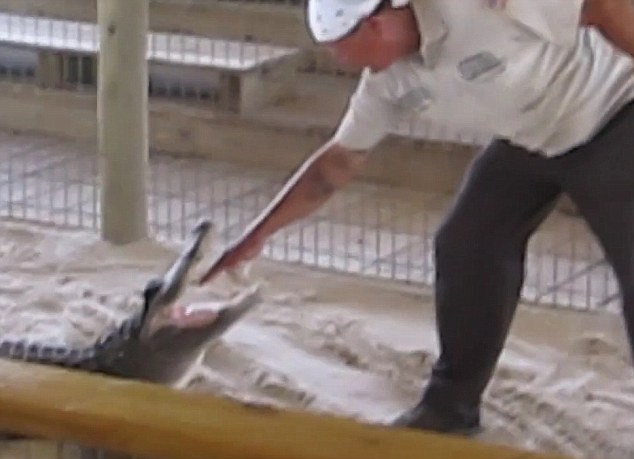 Un ingrijitor de animale din SUA si-a bagat mana in gura unui crocodil. Ce s-a intamplat mai departe