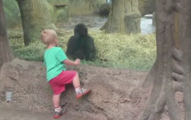 Joc adorabil intre un baietel si un pui de gorila, la o gradina zoologica din Statele Unite. Cum s-au distrat cei doi. VIDEO