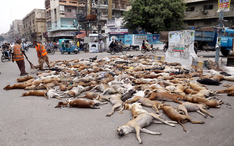 Tablou macabru intr-un oras pakistanez. Autoritatile au otravit peste 700 de caini maidanezi si i-au lasat pe strada. FOTO